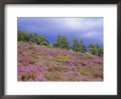 Pine Woodland And Heather, Abernethy Rspb Reserve, Cairngorms National Park, Scotland, Uk by Pete Cairns Pricing Limited Edition Print image