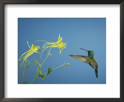 Broad Billed Hummingbird, Male Feeding On Longspur Columbine Flower, Arizona, Usa by Rolf Nussbaumer Pricing Limited Edition Print image