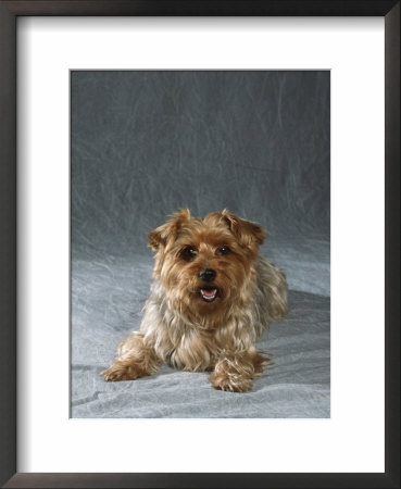 Yorkshire Terrier by Petra Wegner Pricing Limited Edition Print image