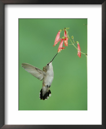 Black Chinned Hummingbird, Female Feeding On Penstemon Flower, Arizona, Usa by Rolf Nussbaumer Pricing Limited Edition Print image