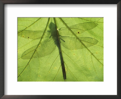 Emperor Dragonfly, Silhouette Seen Through Leaf, Cornwall, Uk by Ross Hoddinott Pricing Limited Edition Print image