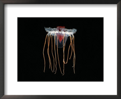 (Periphylla Sp) Juvenile, Jellyfish, Deep Sea Atlantic Ocean by David Shale Pricing Limited Edition Print image