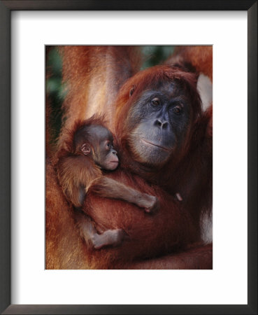 Orang Utan, Female Edita And Baby Sumatra Leuser National Park, Indonesia by Anup Shah Pricing Limited Edition Print image