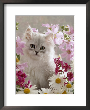 Domestic Cat, Pale Silver Long-Haired Kitten Among Mallows And Ox-Eye Dasies by Jane Burton Pricing Limited Edition Print image
