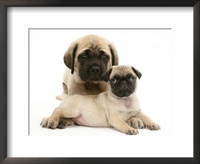 Fawn Pug Puppy With Fawn English Mastiff Puppy by Jane Burton Pricing Limited Edition Print image