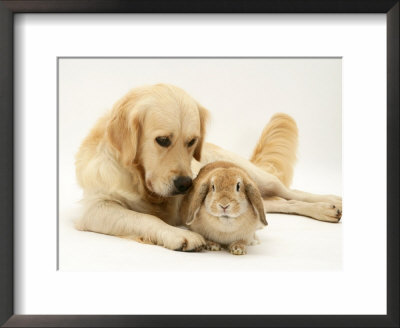 Golden Retriever Smelling Sandy Lop Rabbit by Jane Burton Pricing Limited Edition Print image
