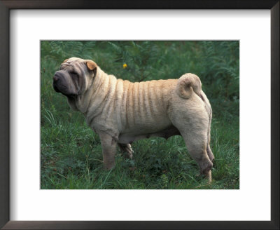 Shar Pei Standing In Grass Showing Wrinkles On Back by Adriano Bacchella Pricing Limited Edition Print image
