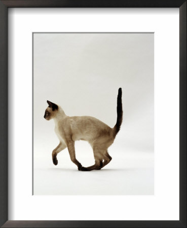 Domestic Cat, Seal Point Siamese Juvenile Running Profile by Jane Burton Pricing Limited Edition Print image
