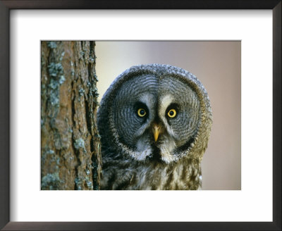 Portrait Of Great Grey Owl (Strix Nebulosa) Behind Scots Pine Tree, Scotland, Uk by Pete Cairns Pricing Limited Edition Print image