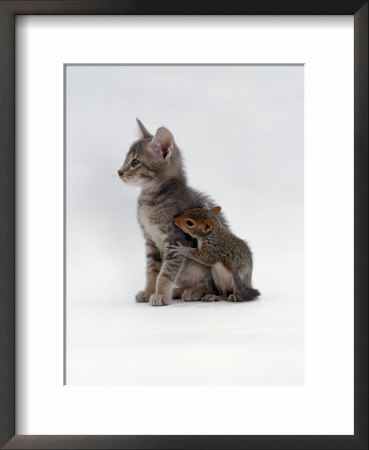 Domestic Cat, Interacting With Baby Grey Squirrel by Jane Burton Pricing Limited Edition Print image