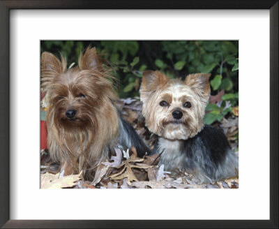 Yorkshire Terrier Dogs, One Clipped, Illinois, Usa by Lynn M. Stone Pricing Limited Edition Print image