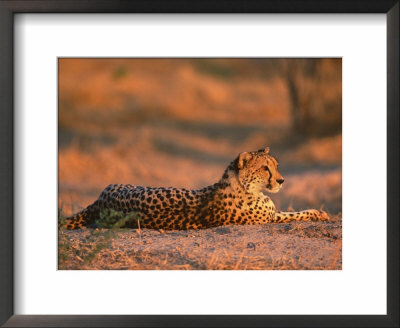Cheetah, At Sunset, Okavango Delta, Botswana by Pete Oxford Pricing Limited Edition Print image
