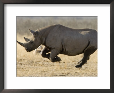 Black Rhinoceros, Running, Namibia by Tony Heald Pricing Limited Edition Print image