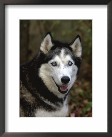 Siberian Husky Dog, Usa by Lynn M. Stone Pricing Limited Edition Print image