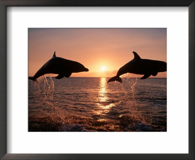 Two Bottlenose Dolphins Leaping At Sunset, Caribbean by Doug Perrine Pricing Limited Edition Print image