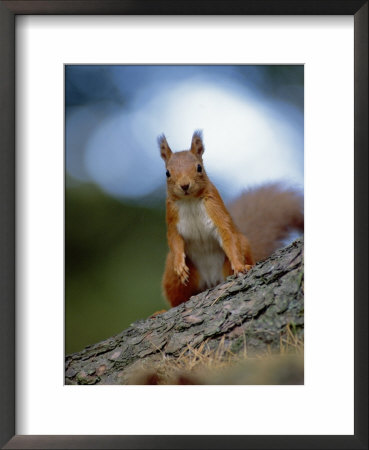 Red Squirrel On Tree Trunk, Scotland by Niall Benvie Pricing Limited Edition Print image