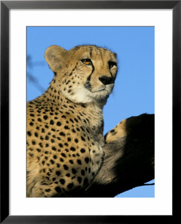 Captive Cheetah (Acinonyx Jubatus) In A Tree, Namibia, Africa by Steve & Ann Toon Pricing Limited Edition Print image