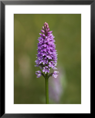 Common Spotted Orchid (Dactylorhiza Fuchsii), Gait Barrows Nature Reserve, Cumbria, England by Steve & Ann Toon Pricing Limited Edition Print image