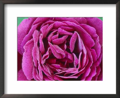 Rosa Auswine (Shrub Rose), Violet Flower by Mark Bolton Pricing Limited Edition Print image