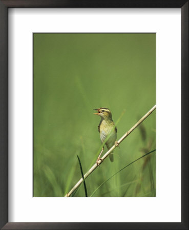 Bird Perched On A Slender Reed by Klaus Nigge Pricing Limited Edition Print image