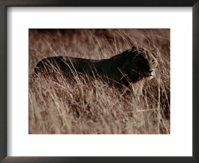 A Portrait Of A Female African Lion Standing In Tall Grass At Twilight by Chris Johns Pricing Limited Edition Print image
