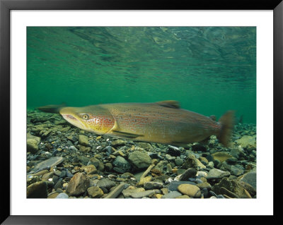 Male Salmon Changes From Silver To Rust Color by Paul Nicklen Pricing Limited Edition Print image