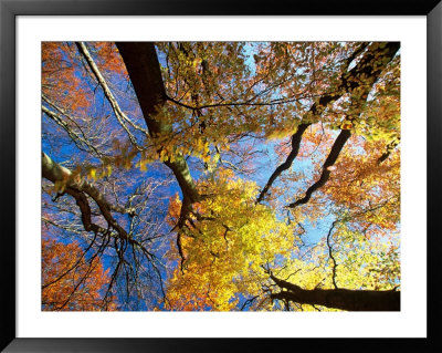 Forest Canopy In Autumn, Jasmund National Park, Island Of Ruegen, Germany by Christian Ziegler Pricing Limited Edition Print image