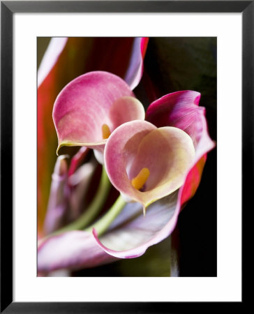 Calla Lily (Zantedeschia) by Jana Liebenstein Pricing Limited Edition Print image
