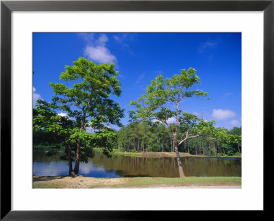 The Little River At Claude D Kelly State Park In Monroe County, Southern Alabama, Usa by Robert Francis Pricing Limited Edition Print image