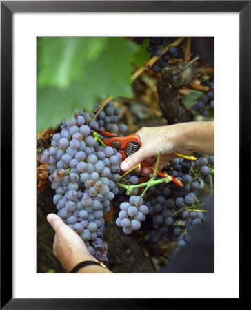 Vineyard Worker Harvesting Bunch Of Grenache Noir Grapes, Collioure, Languedoc-Roussillon, France by Per Karlsson Pricing Limited Edition Print image