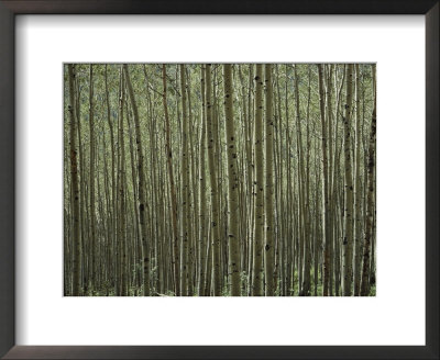A Dense Forest Of Skinny Birch Trees by Todd Gipstein Pricing Limited Edition Print image
