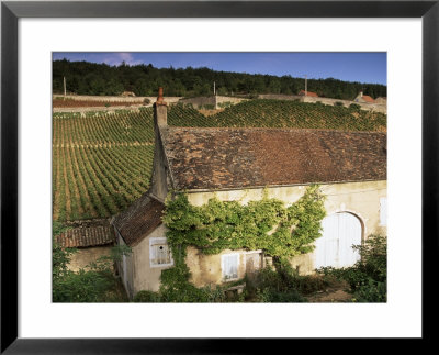 Old House And Vineyards, Bourgogne (Burgundy), France by John Miller Pricing Limited Edition Print image