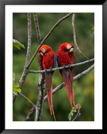 Pair Of Scarlet Macaws (Ara Macao) Perched Side By Side On Branch by Roy Toft Pricing Limited Edition Print image