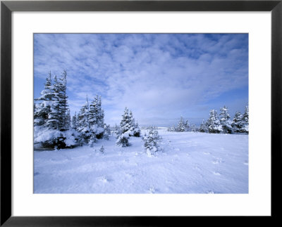 Winter Landscape, Hudson Bay, Manitoba, Canada by Thorsten Milse Pricing Limited Edition Print image