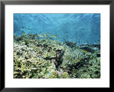 Shallow Top Of The Reef Is Nursery For Young Fish, Sabah, Malaysia, Southeast Asia by Lousie Murray Pricing Limited Edition Print image