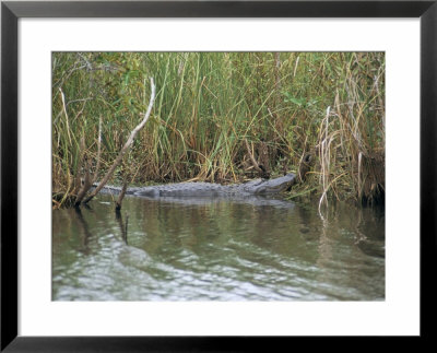 Alligator, Anhinga Trail, Everglades National Park, Florida, Usa by Fraser Hall Pricing Limited Edition Print image