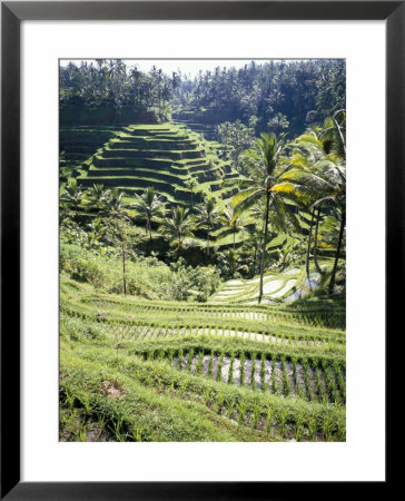 Terraced Rice Fields, Bali, Indonesia, Southeast Asia by Robert Harding Pricing Limited Edition Print image