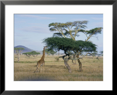 Giraffe, Serengeti National Park, Tanzania, East Africa, Africa by Robert Francis Pricing Limited Edition Print image