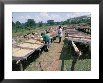 Drying Coffee, Kaffa, Ethiopia, Africa by David Beatty Pricing Limited Edition Print image