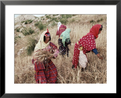 Berber Women Harvesting Near Maktar, The Tell, Tunisia, North Africa, Africa by David Beatty Pricing Limited Edition Print image