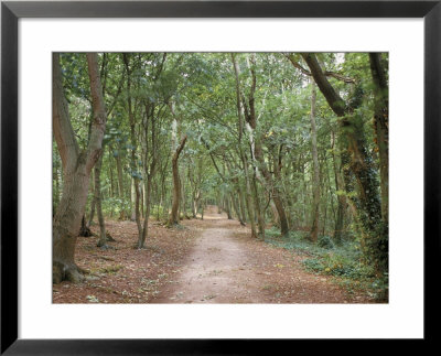 Path Through The Forest In Summer, Avon, England, United Kingdom by Michael Busselle Pricing Limited Edition Print image