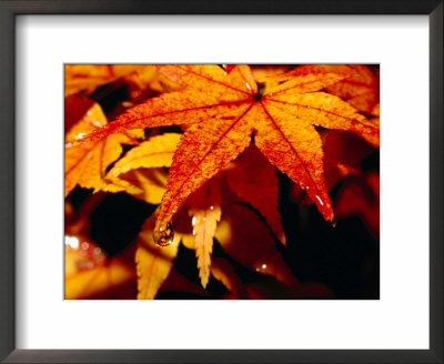 Water Droplets On Maple Leaves In Autumn, Kyoto, Japan by Frank Carter Pricing Limited Edition Print image