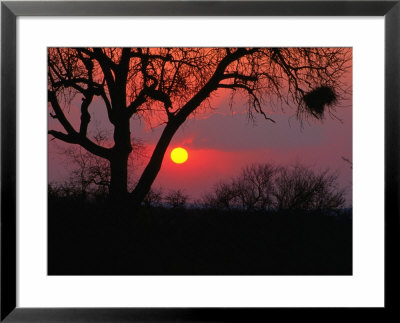 African Sunset, Kruger National Park, Kruger National Park, Mpumalanga, South Africa by Carol Polich Pricing Limited Edition Print image