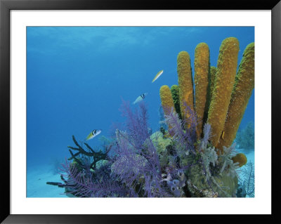 Fish Swim Near Colorful Sponges, Tunicates, And Bryozoans by Brian J. Skerry Pricing Limited Edition Print image