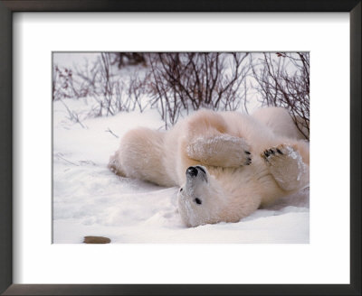 Polar Bear In Churchill, Manitoba, Canada by Dee Ann Pederson Pricing Limited Edition Print image