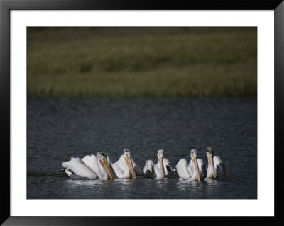 White Pelicans Encircling Fish On Yellowstone Lake by Raymond Gehman Pricing Limited Edition Print image