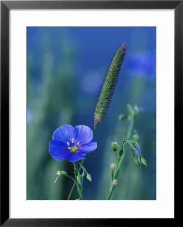 Wild Blue Flax (Linus Perenne Lewisii), Grand Teton National Park, Wyoming by James Hager Pricing Limited Edition Print image