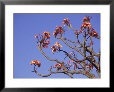 Frangipani Tree, Thailand by Rick Strange Pricing Limited Edition Print image