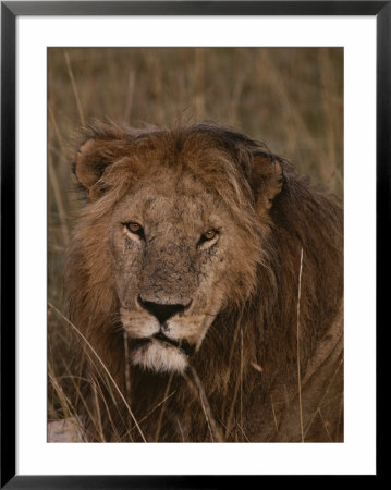 A Portrait Of An African Lion by Jodi Cobb Pricing Limited Edition Print image