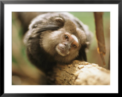 A Black Tufted-Ear Marmoset Clings To A Tree Branch by Joel Sartore Pricing Limited Edition Print image